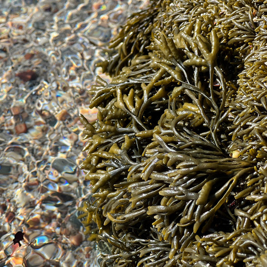 Seaweed - the hidden habitat