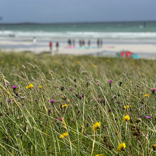 Crossapol beach Tiree with surfers and windsurfers and the machair in forground.