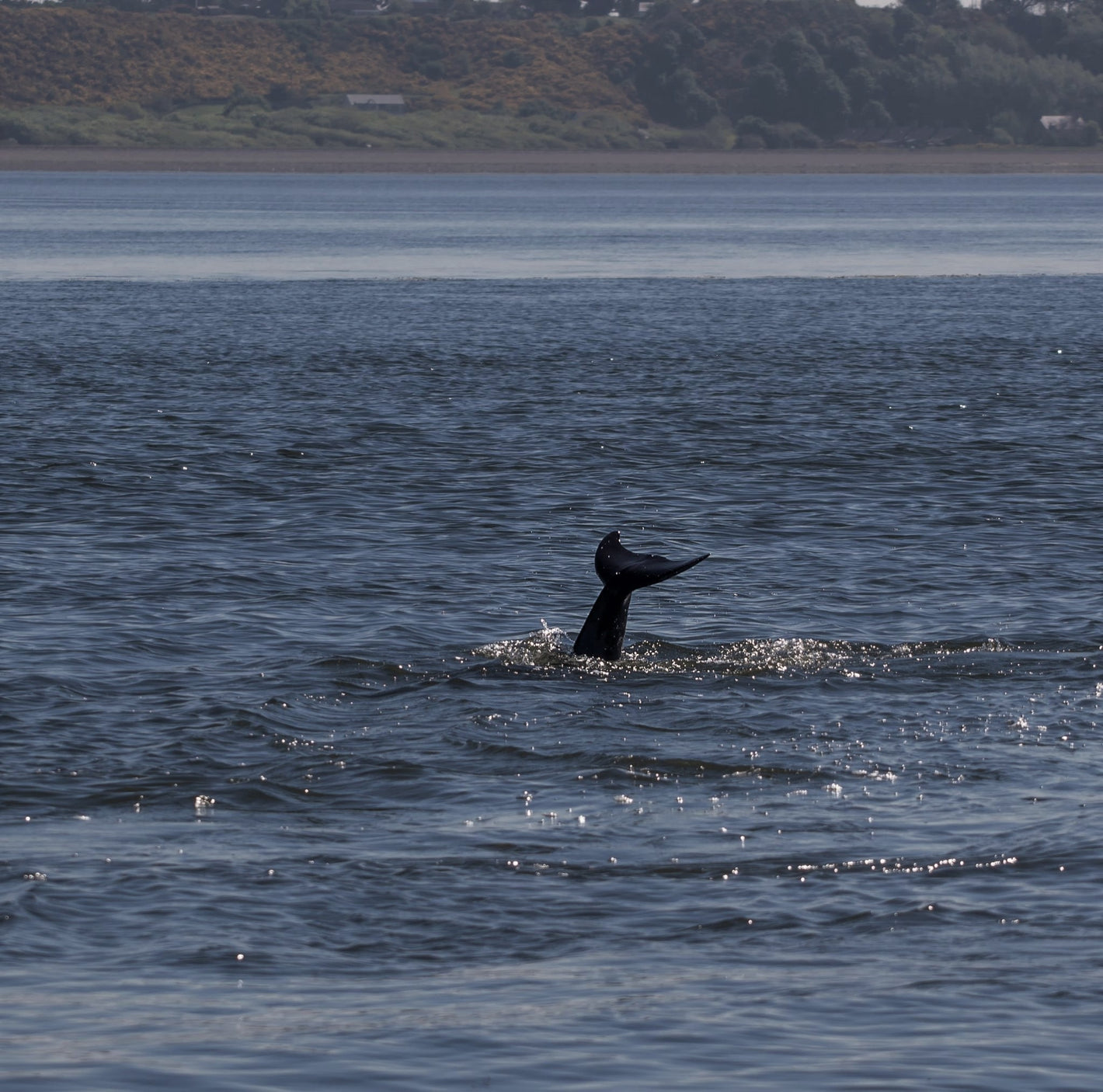 The Hebridean whale and dolphin trust 